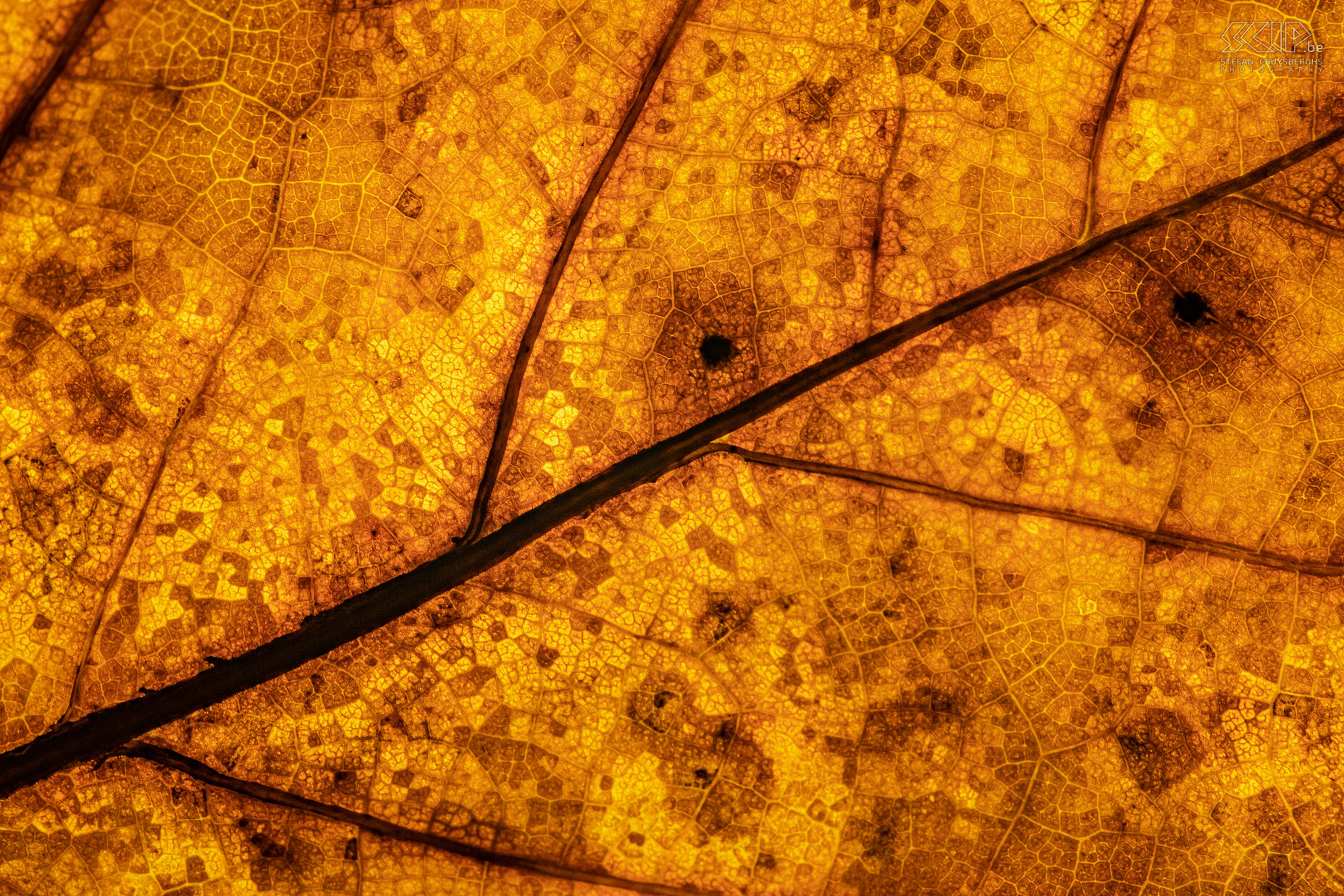 Herfst - Herfstblad  Stefan Cruysberghs